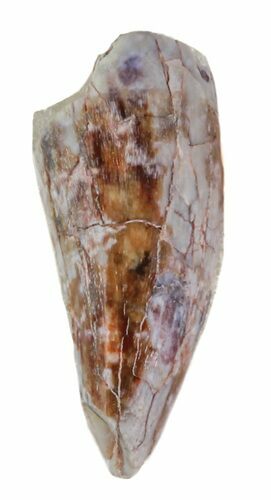 Triassic Phytosaur Tooth - Arizona #62464